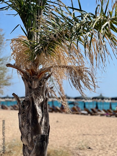 palm tree on the beach