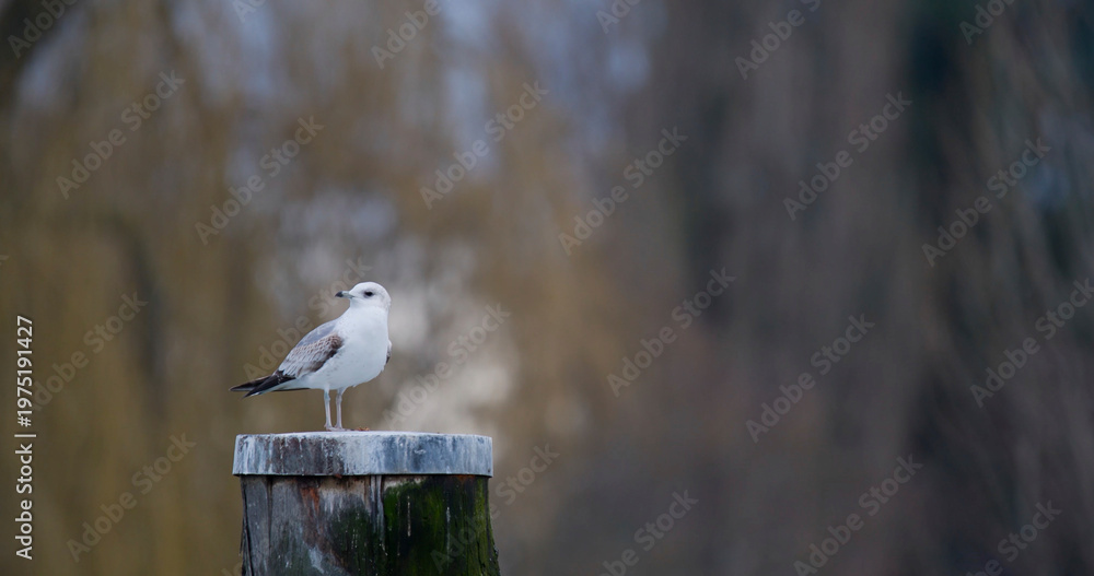 Ταπετσαρία Bird stands on a wooden post near a body of water during a cool day in a natural
