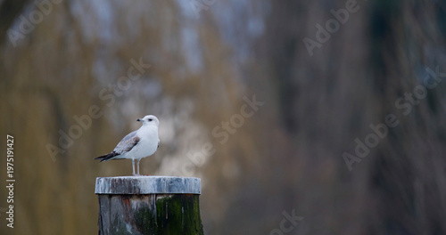 Εκτύπωση καμβά Bird stands on a wooden post near a body of water during a cool day in a natural