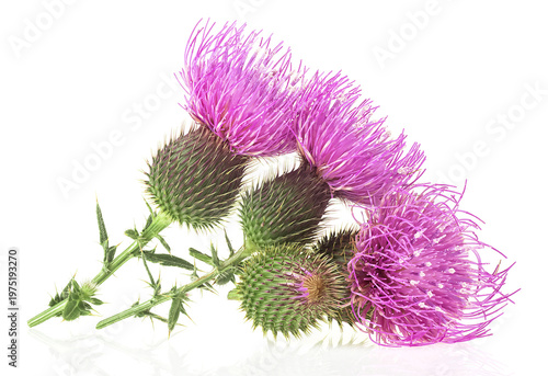 Group of milk thistle flowers isolated on a white background. Milk thistle inflorescence, medicinal herb. Silybum marianum.