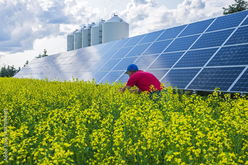 Cuadro en lienzo a man scouts a field of  bloom stage canola with on-farm solar panels in the bac