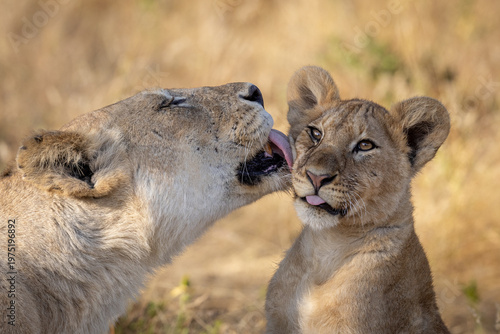 Tender moment of an African lioness grooming her young cub
