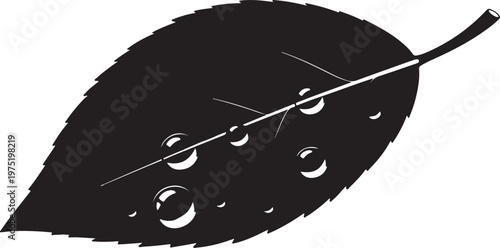 A black and white image of a leaf with water droplets Vector, illustration