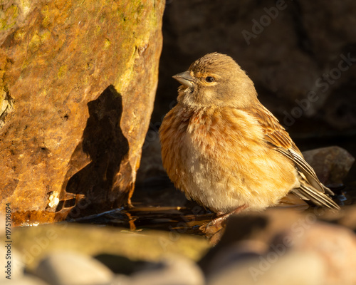 Fotografie British wild bird