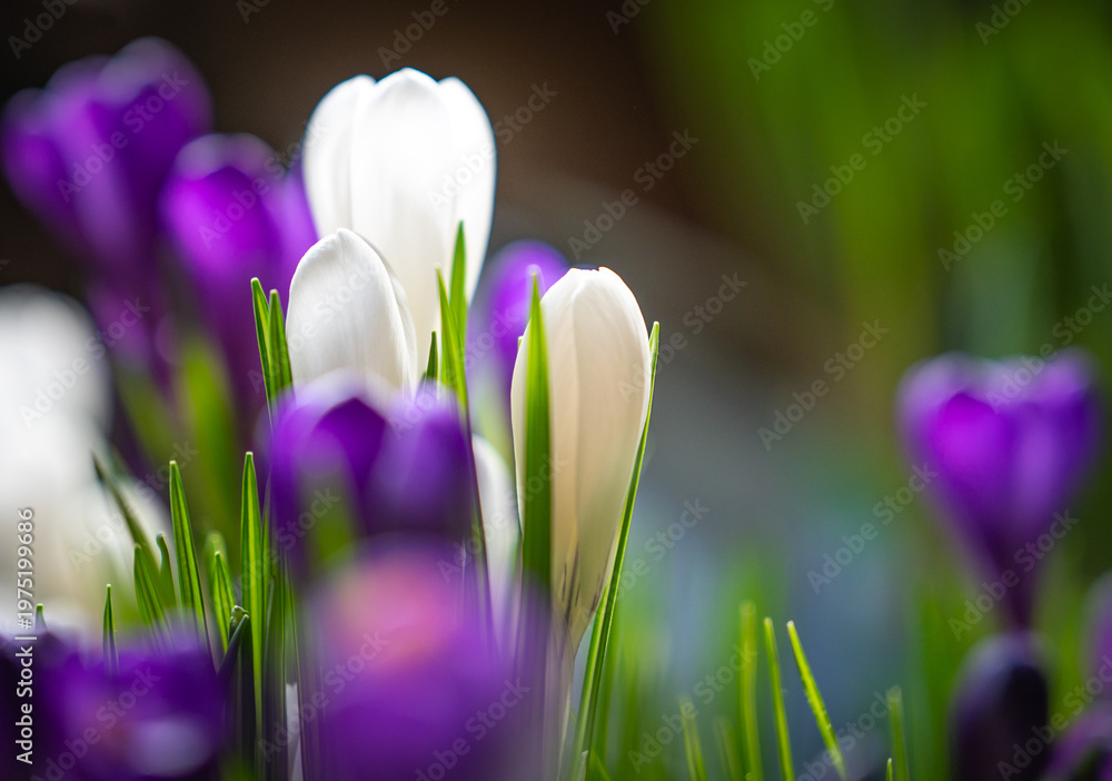 Фотография spring flowers