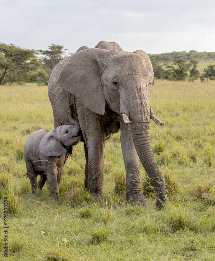 Fototapeta premium Elephant Calf Suckling