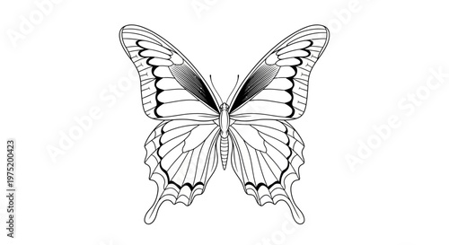 Detailed Black and White Butterfly Line Art Illustration.