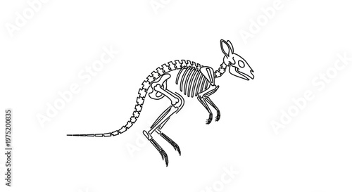 Kangaroo Skeleton Illustration