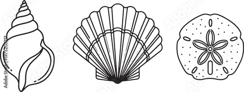 Set of hand drawn marine sea shells outline illustrations