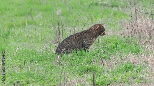 Wild cat hybrid or feral domestic cat hunting in natural habitat