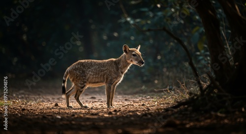 strange wildlife animal in Asian region