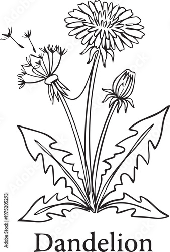 Generate_a_line_drawing_of_a_dandelion_plant_in_a__b59ef74597