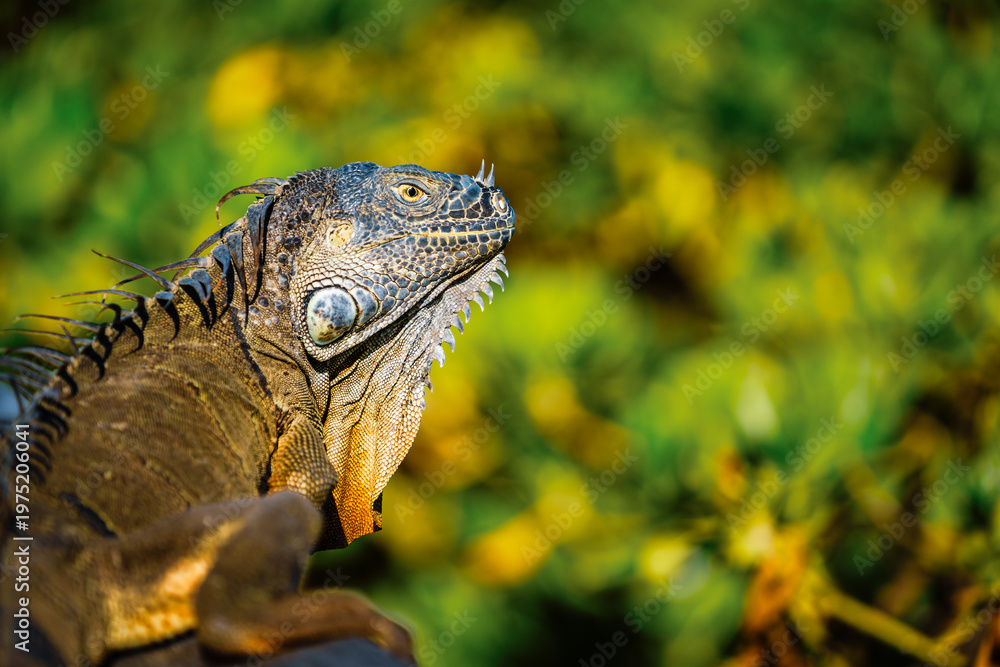 Fototapeta premium side profile of an iguana 