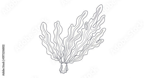 Hand-drawn sketch of flowing kelp on white background, organic underwater plant illustration