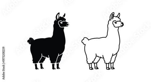 Llama vs Alpaca: Distinctive Animal Comparison Guide Vector