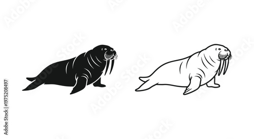 Walrus vs Seal Comparison Guide Vector