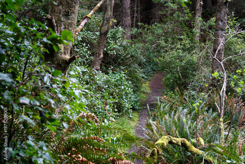 Konstfotografi Narrow dirt trail curves through a densely vegetated forest, flanked by layered ferns, shrubs, and broadleaf plants beneath a canopy of trees