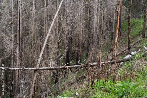 Fotografía Fallen Fire-Damaged Trees in Burned Pacific Northwest National Forest