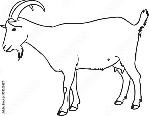 A black and white drawing of a goat standing still Vector, illustration