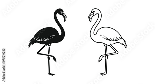Black and White Flamingo Illustrations Vector