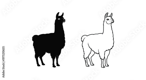 Llamas vs Alpacas: Key Differences Explained Vector
