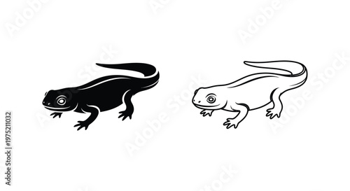 Salamander vs Newt: Amphibian Illustration Guide Vector