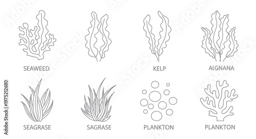 Set of Seaweed, Kelp, Seagrass, Plankton, and Coral Line Drawings