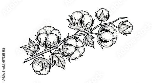 Hand-drawn illustration of cotton plant branches with bolls and leaves on white background