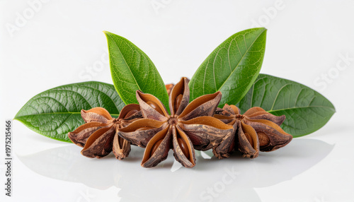 Star anise pods with green leaves on white surface