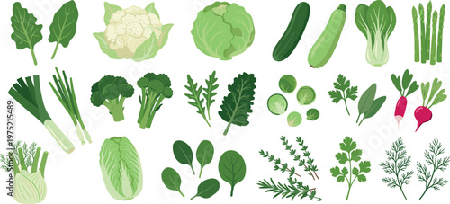 Collection of Iron Rich Green Vegetables and Organic Herbs