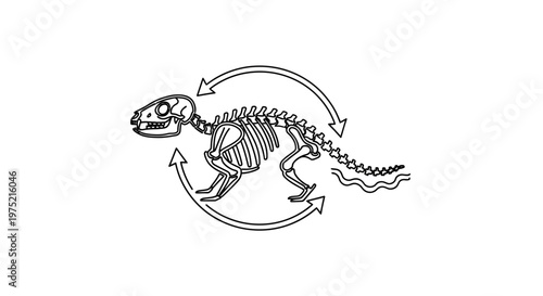 Rodent Skeleton with Circular Arrows: Anatomy, Life Cycle, or Movement Concept