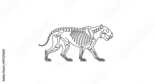 Sabre-toothed Cat Skeleton Illustration - Prehistoric Animal Anatomy