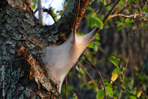 Webworms closeup in a tree on the trunk