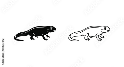 Black and White Amphibian: Newt or Salamander Guide Vector