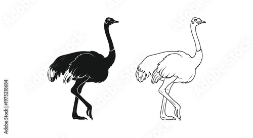 Ostrich vs Emu: Flightless Bird Comparison Vector