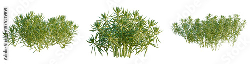 Fotografija Sedum lineare tree, elevation, front view, cutout, transparent background, isola
