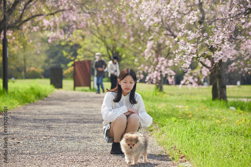 Fototapeta premium 春の桜満開の公園で可愛いポメラニアンの子犬を連れて花見する女子中学生の姿