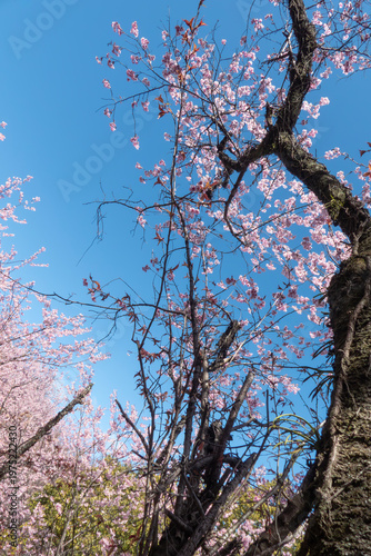 早春の青空に映えるハツミヨザクラ　滋賀県大津市皇子が丘公園