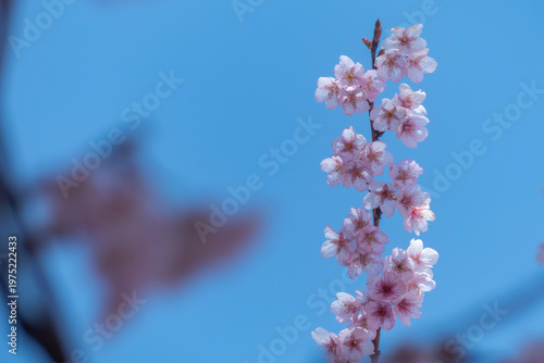 早春の青空に映えるハツミヨザクラ　滋賀県大津市皇子が丘公園