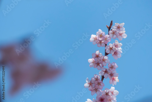 早春の青空に映えるハツミヨザクラ　滋賀県大津市皇子が丘公園