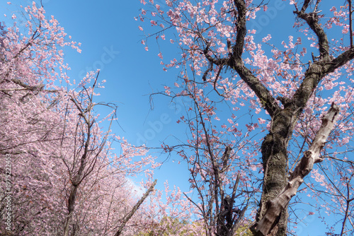 早春の青空に映えるハツミヨザクラ　滋賀県大津市皇子が丘公園