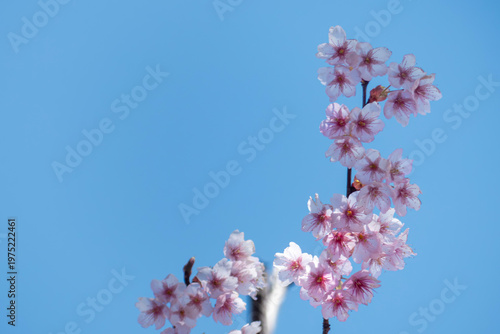 早春の青空に映えるハツミヨザクラ　滋賀県大津市皇子が丘公園