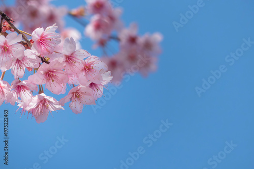 早春の青空に映えるハツミヨザクラ　滋賀県大津市皇子が丘公園