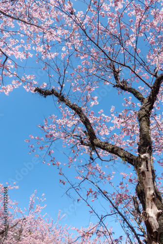 早春の青空に映えるハツミヨザクラ　滋賀県大津市皇子が丘公園