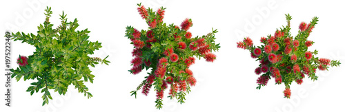 Obraz na płótnie Callistemon citrinus tree plan, top view, cutout, transparent background, isolat