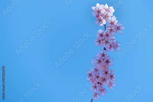 早春の青空に映えるハツミヨザクラ　滋賀県大津市皇子が丘公園
