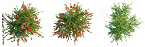 Принти на полотні Callistemon citrinus tree plan, top view, cutout, transparent background, isolat