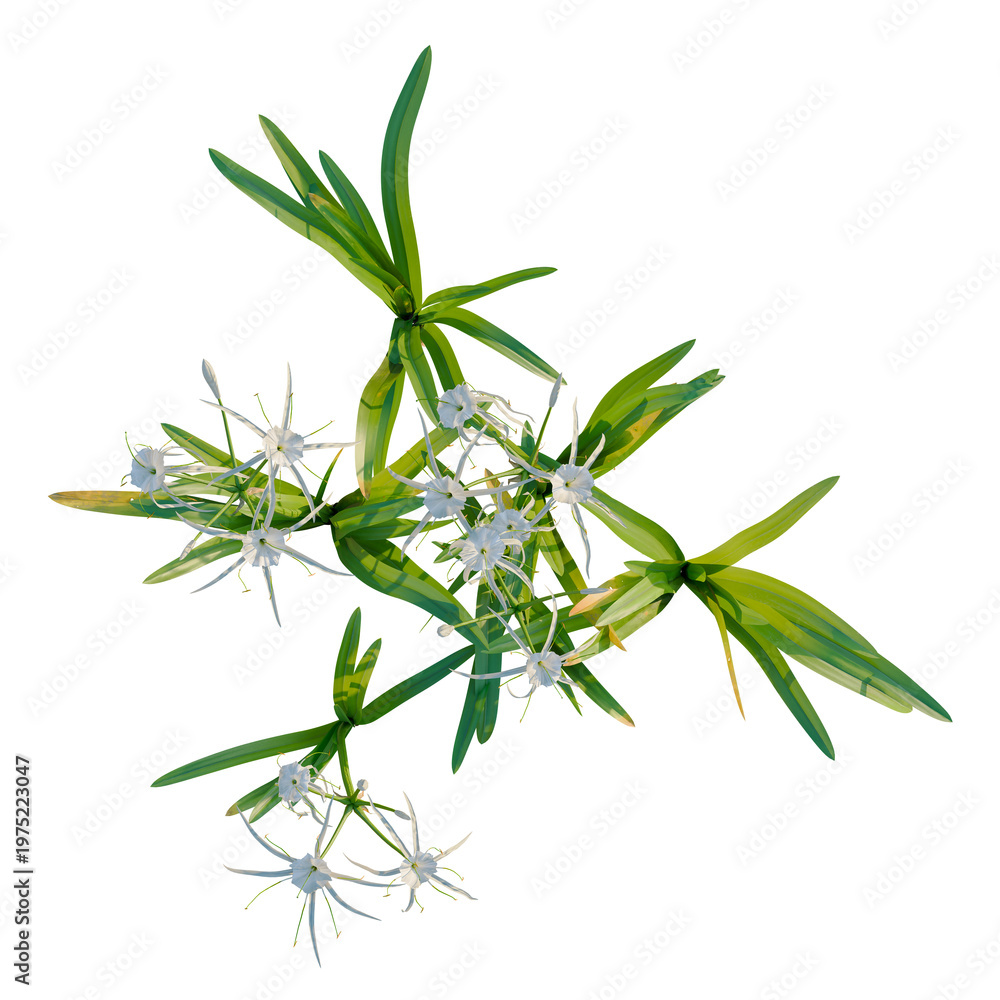 Fototapeta premium Hymenocallis littoralis tree plan, top view, cutout, transparent background, isolate, Delicate Snowdrop Flowers Blooming in Spring, Close-up of Nature's Beauty, Floral Detail