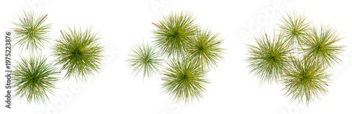 Fényképezés Lomandra fluviatilis tree plan, top view, cutout, transparent background, isolat