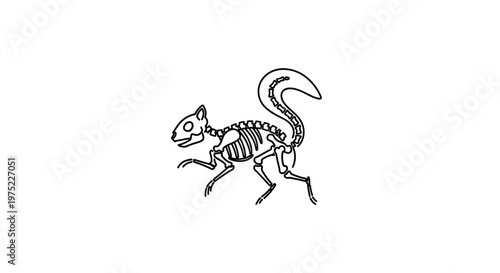 Squirrel Skeleton Outline, Cute Cartoon Animal Anatomy, White Background